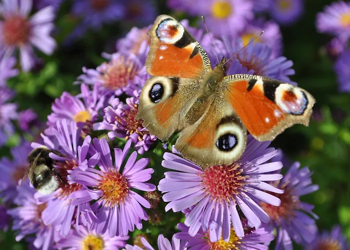 Πανσιόν Gasthof Hunerkogel