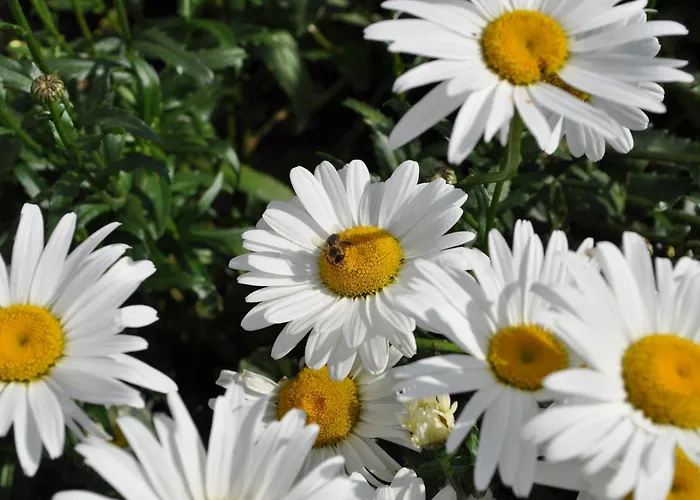 Gasthof Hunerkogel Πανσιόν 3*